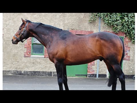 世界のバイアリーターク系種牡馬の現状