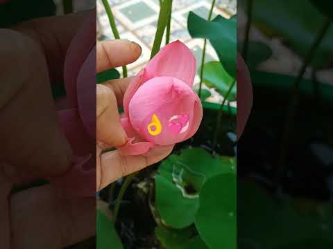 🙏🕉️Let your soul blossom # like a #. lotus in still water🔥📈