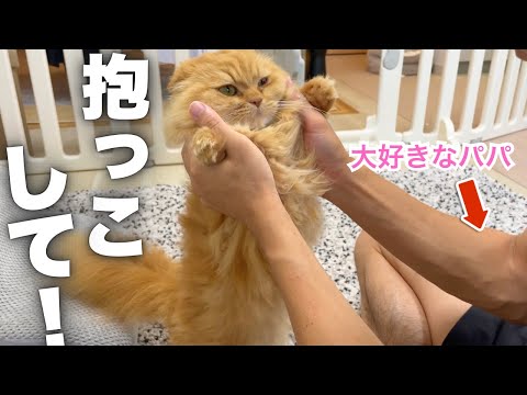 大好きなパパに抱っこしてほしい甘えんぼすぎる猫