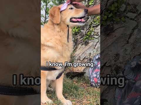 I No Longer HATE MONDAYS!! #dog #dogs #dogshorts #shorts #goldenretriever #funnydog
