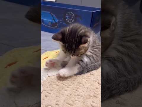 猫の魅力いっぱい!癒し系かわいい動画集 サムネイル