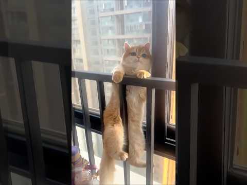 Cat video ! cat voice ! cat sound ! cat meowing #shorts #youtubeshorts #cat #cats #catsound