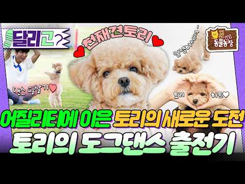 천재견 토리의 AI보다 멋진 춤 실력?! 시각장애인 크리에이터 한솔 &amp; 토리의 새로운 도전기!#동물농장 #달리