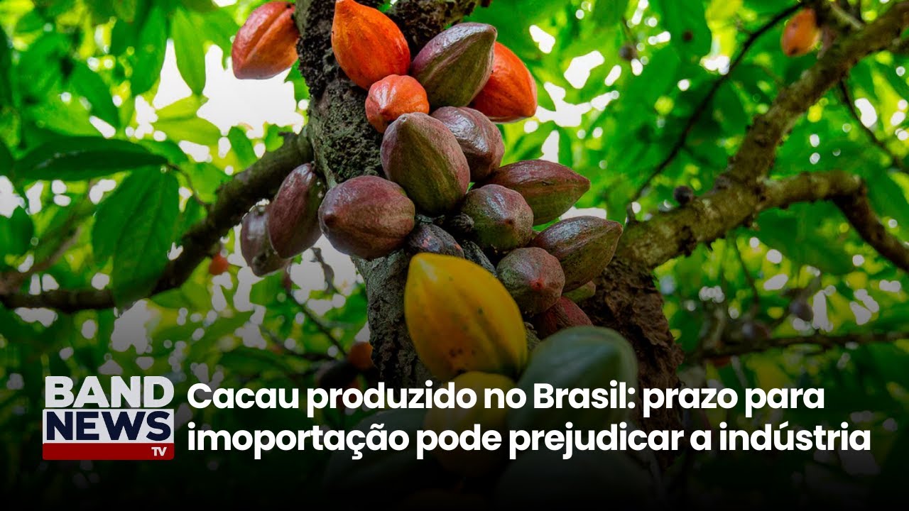 Governo publica que MP que reduz prazo para importação do cacau | BandNews TV