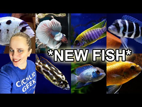 BIG FISH SHIPMENT - African Cichlids (Malawi + Tanganyika) - American Cichlids - Bettas