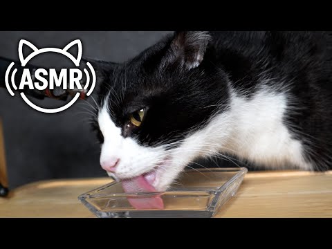💧【ASMR】猫のペロペロ水分補給|食後のグルーミング音