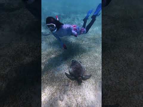 ウミガメと泳ぐ