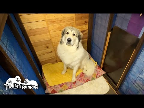 ヒート中につき犬舎で寝泊まり...不満そうだけどお利口に従うベルです　Great Pyrenees　グレートピレニーズ