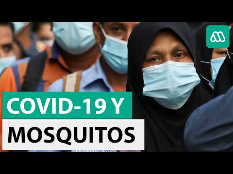 Pandemia aumenta riesgo de muerte por enfermedades trasmitidas por mosquitos - AFP