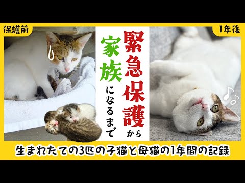 【総集編】野良猫一家を保護して1年が経ちました