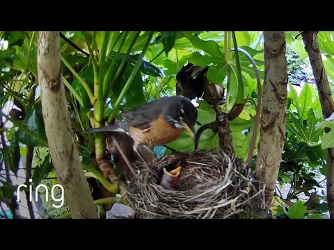 Ring is Set Up as a Bird Cam, Captures Fascinating Moment! | RingTV