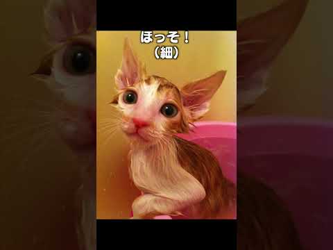 猫を飼って驚いたこと3つと魅力を解説します サムネイル