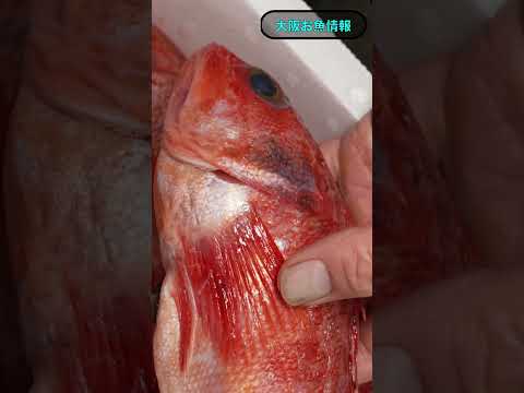 ３月３日　大阪中央市場の入荷状況とオススメ　#market #fishing #大阪中央市場 #魚 #料理 #海鮮