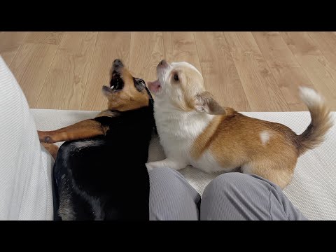 小競り合いが止まらない愛犬2匹の日常