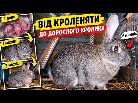 Від 50 грамів до 5 кг! Як росте кролик за 6 місяців.