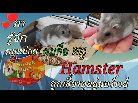 หนูแฮมสเตอร์--Hamster--Ep.2ถ้า หนูแฮมสเตอร์--Hamster--Ep.2ถ้า