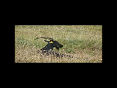 Lok Gweltaz [EUSA] - Yann Tiersen