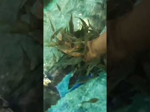 #nhạc #nhachaymoingay