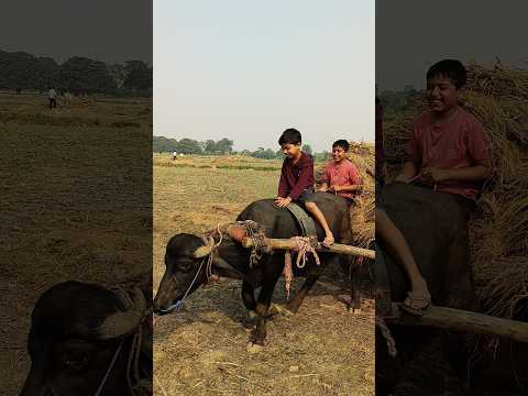 Buggi Bhesa 😁🤣😅.....#funny #shorts #comedy #comedyshorts