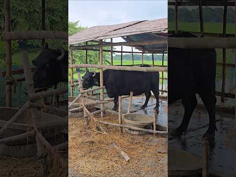 Nature In Farm.  #youtubeshorts #farmlife #villagelife