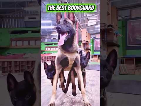 The best bodyguard 🦮🔥🛡⚔️ #<strong>k9</strong> #k9police #guarddog #dog