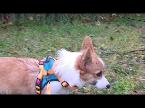 gimli and I are soaked