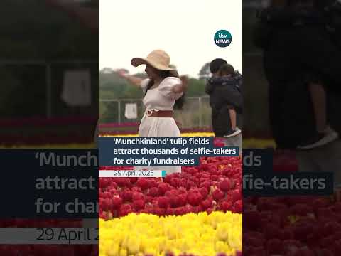 Tulip fields attract thousands of selfie takers | ITV News  #itvnews