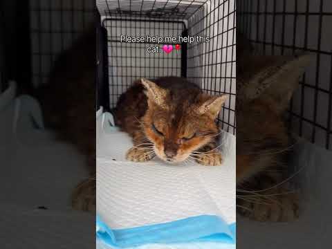 Please help me help this <strong>cat</strong>. 💔📍 Please donate through the GoFundMe link in <strong>my</strong> bio.