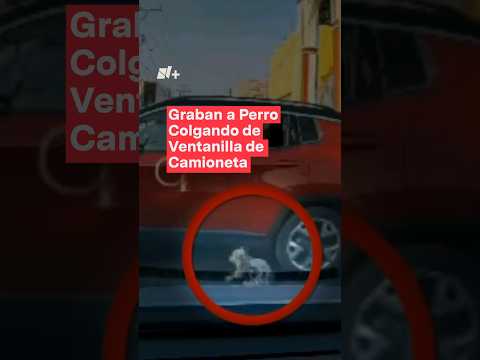 Graban a perro colgando de la ventanilla de una camioneta #nmas #puebla #perro