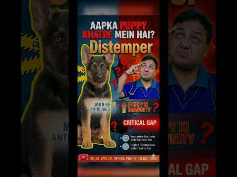 Why young puppies get distemper easily?