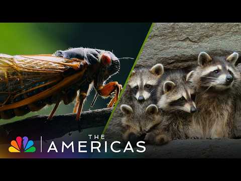 Tom Hanks Reveals How Raccoons and Cicadas EMBRACE City Life | The Americas | NBC