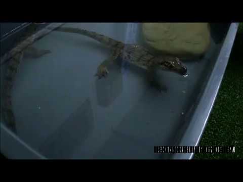 Pet Crocodiles - Baby Freshwater Crocodiles