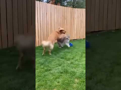 Dog Vs Lynx, A Loyal Golden Retriever Dog Saves A Little Boy From A Lynx! #dogshorts #rescue #lynx