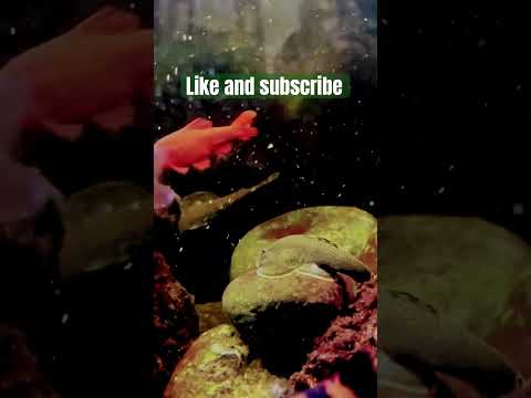 #shorts #fish 