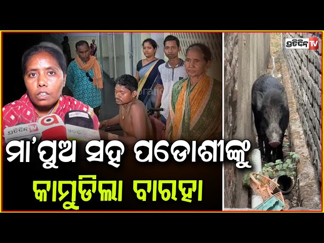 ସକାଳୁ ଫୁଲ ତୋଳିବା ବେଳେ, ମା ପୁଅ କୁ ବାର୍‌ହା କଲା ଆକ୍ରମଣ l 3 injured in Barha attack , Jharsuguda .