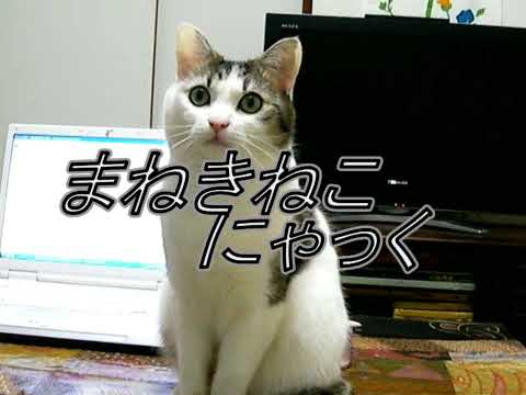 立って踊る　面白い猫　＾＾ Cats lovely dance