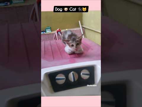 😘🤣 Funny moments #viralshort 🤣 🤣 #cat #funny #nothingimposibleinthisworld #pets #catvideos