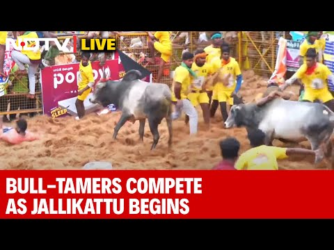 Tamil Nadu: Bull-Tamers Try To Grab And Hang On To Bull In Traditional Sport Jallikattu | Pongal