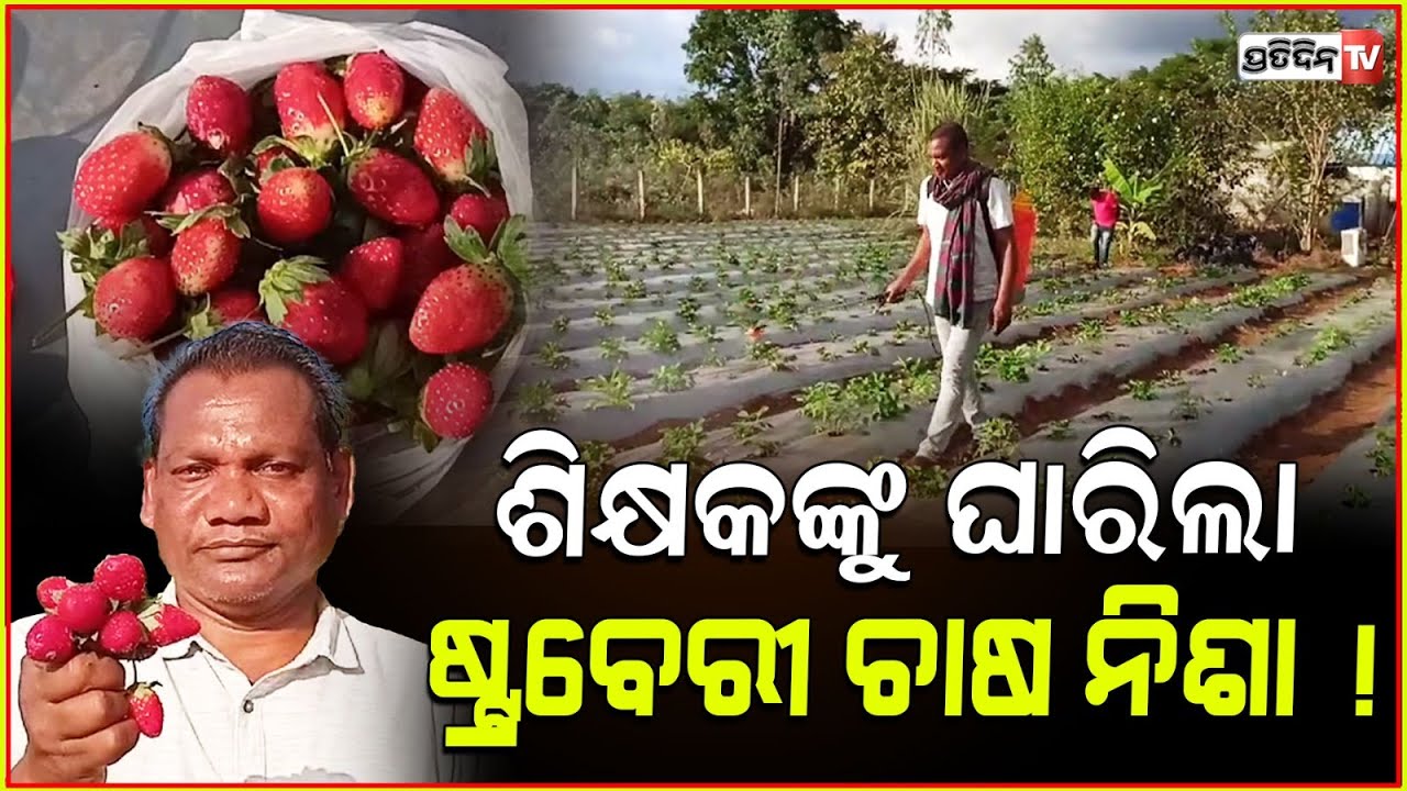 ୟୁଟ୍ୟୁବ ରୁ ଶିକ୍ଷକଙ୍କୁ ଘାରିଲା ଷ୍ଟ୍ରବେରୀ ଚାଷ ନିଶା ! Successful strawberry farmer of Rayagada.
