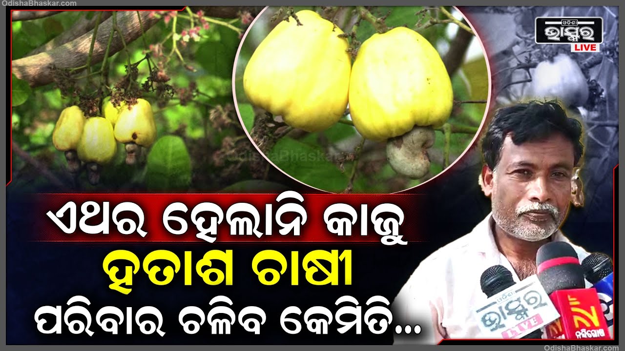 ଏଥର ହେଲାନି କାଜୁ, ମୁଣ୍ଡରେ ହାତ ଦେଲେ ଚାଷୀ, ପରିବାର ଚଳିବ କେମିତି...