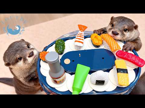 Otters Try Conveyor Belt Sushi!