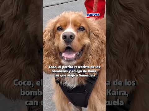🔴🔵 Conoce la historia de Coco, un perrito rescatista de los bomberos y compañero de Kaira