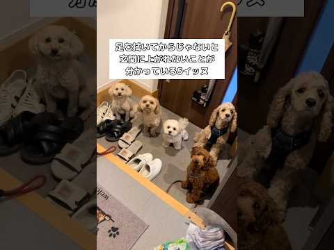 足を拭いてからしか部屋に入れない忠犬プードルたちの愛らしい姿 サムネイル