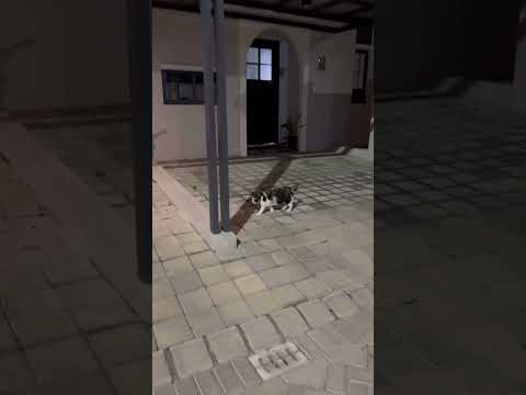 Kucing Gemuk Sampai Rumah Sebelum Kucing Egois Pulang. #cat #nizamkucinglucu #cute #貓咪日常 #funny #貓