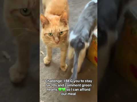 Please help via link in bio - every littlebit saves a life. #helpmeplease