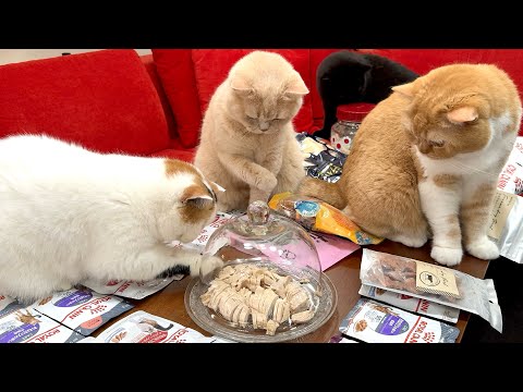 【食べ放題】無職の息子が奮発して2万円分のごちそうを購入！テーブルいっぱいに並べられたごちそうに猫たちが大興奮！
