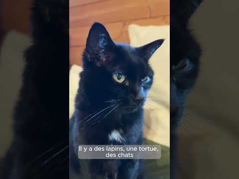 Refuge animalier en Alsace : bénévoles bienvenus !