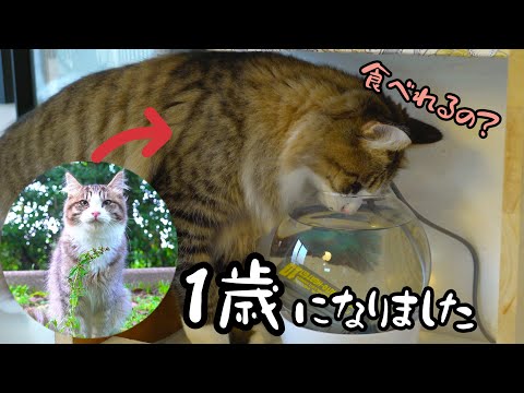 1歳の誕生日に熱帯魚プレゼントしたら今にもイタズラしそうな猫