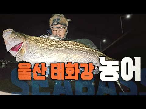 강에서 하는 농어 낚시 / 파워는 농어 이상 없다 / 경상도 울산 태화강 씨배스 / 韓国 シーバス