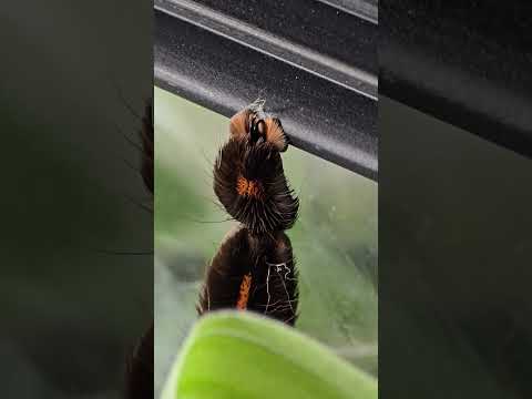 Show the paws and then show the face #psalmopoeus #irminia #spider